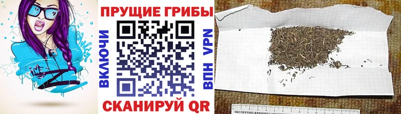 Псилоцибиновые грибы GOLDEN TEACHER  Невьянск 